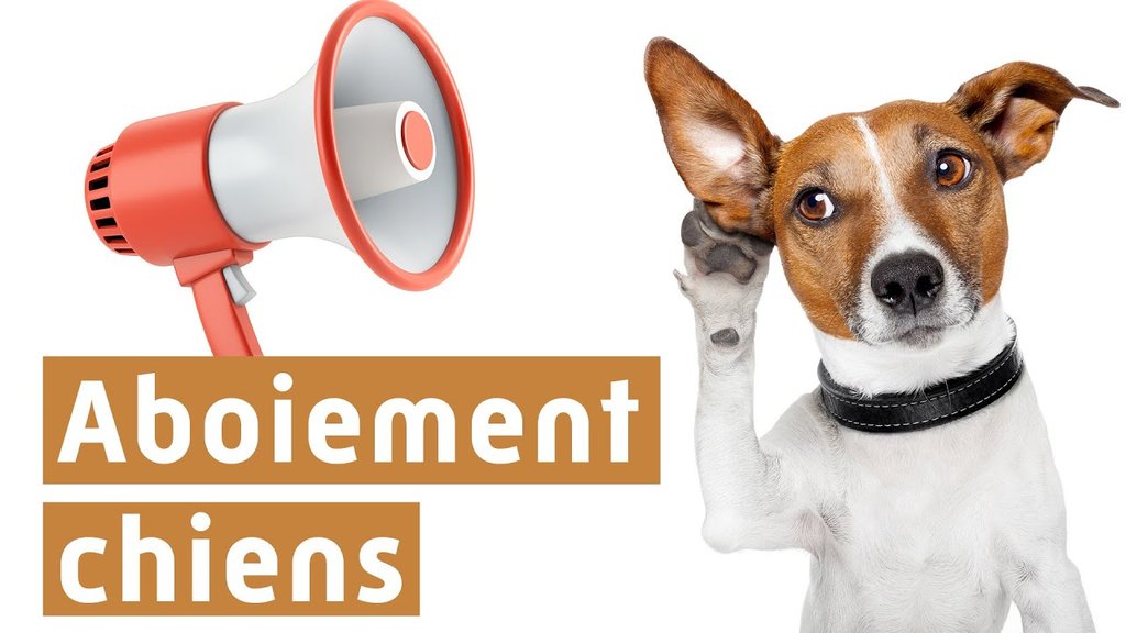 aboiement chien