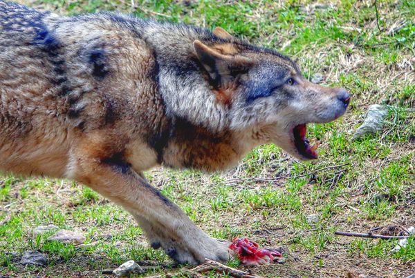 Visuel prédation loup